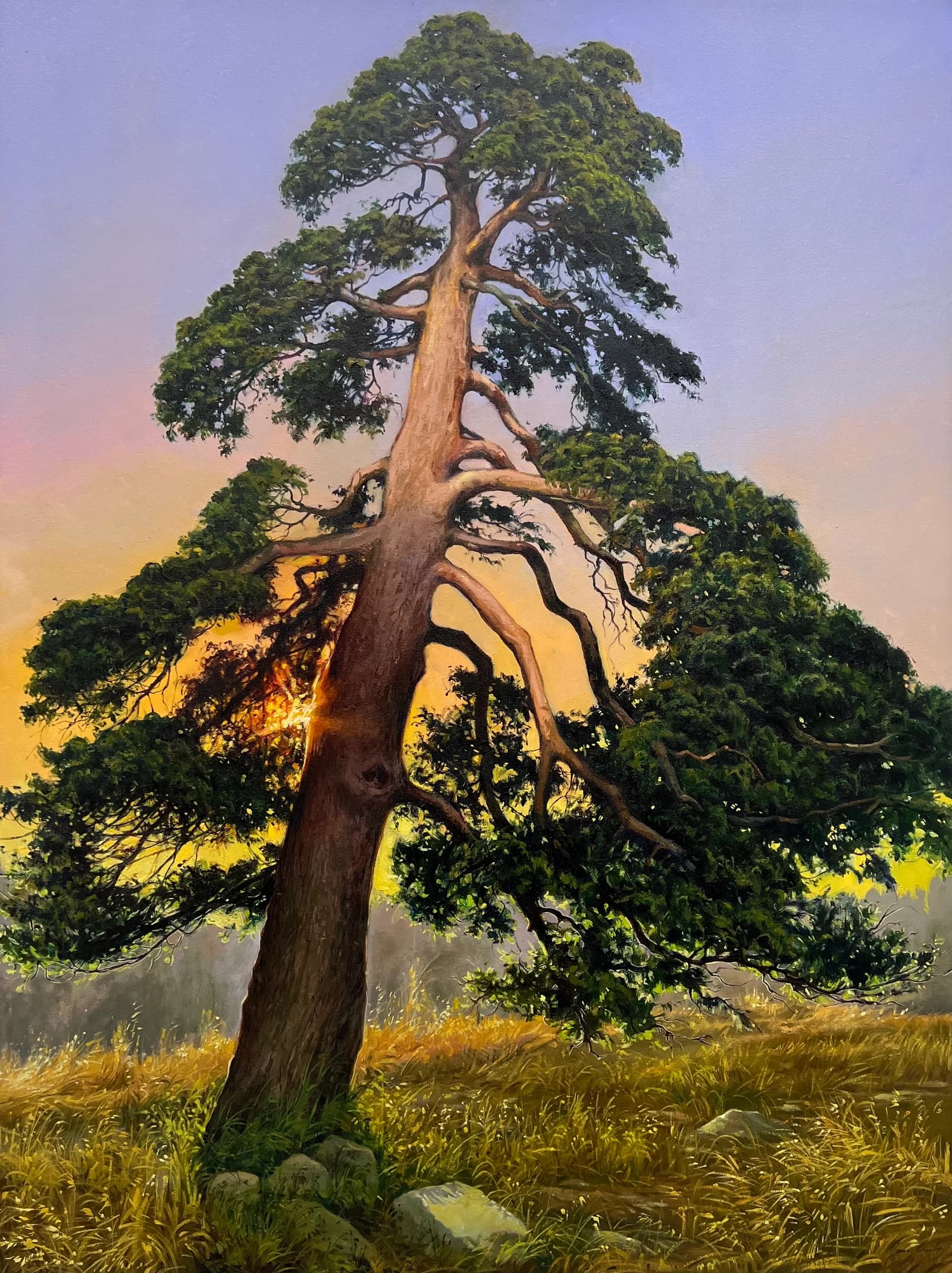 Pine